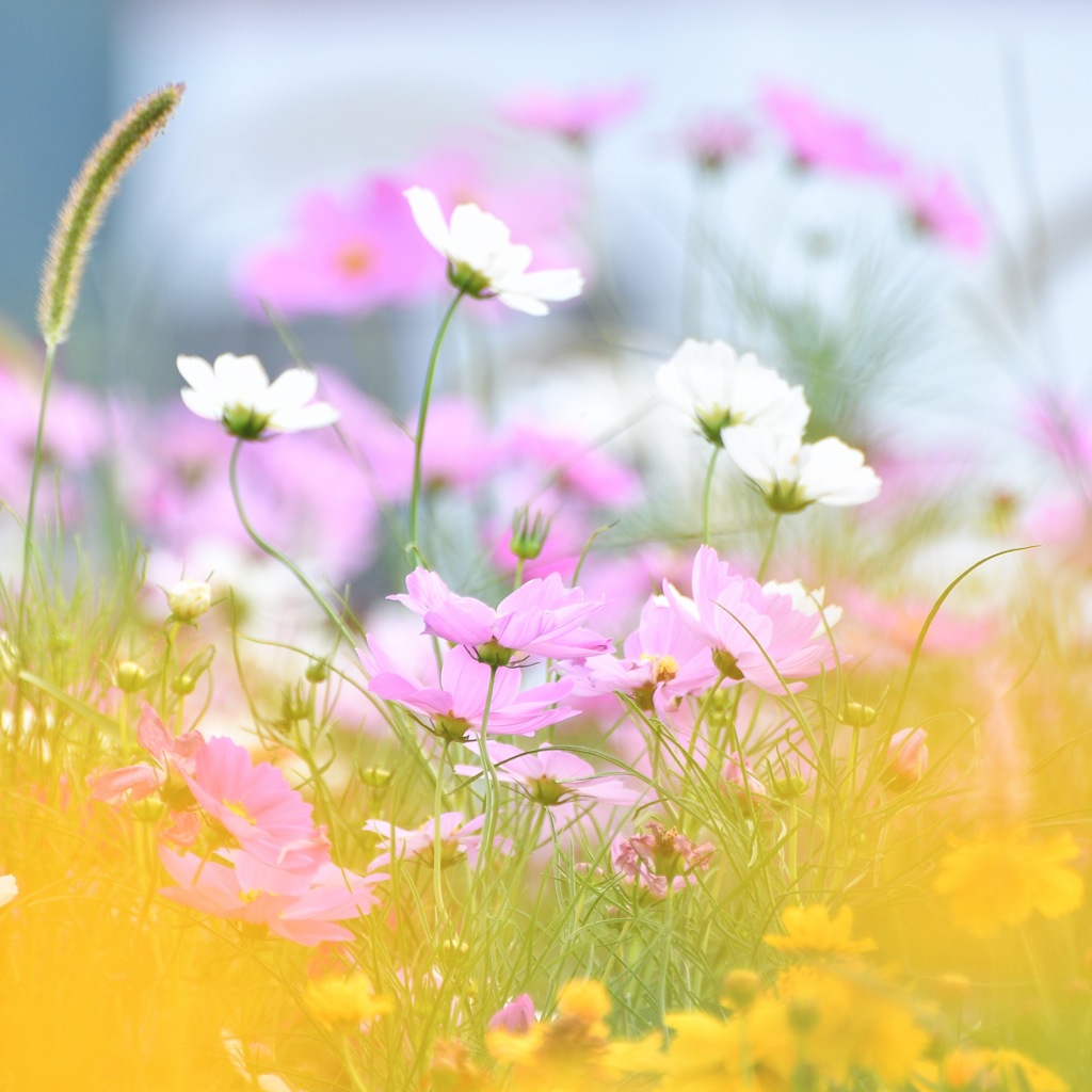Cosmos