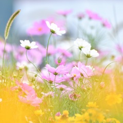 Cosmos