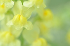 Linaria