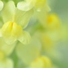 Linaria