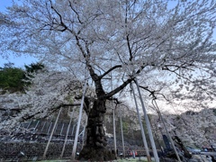 荘川桜 (光輪寺)