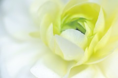 Ranunculus