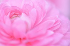Ranunculus
