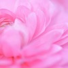 Ranunculus