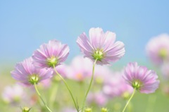 Cosmos③