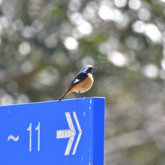 Daurian Redstart