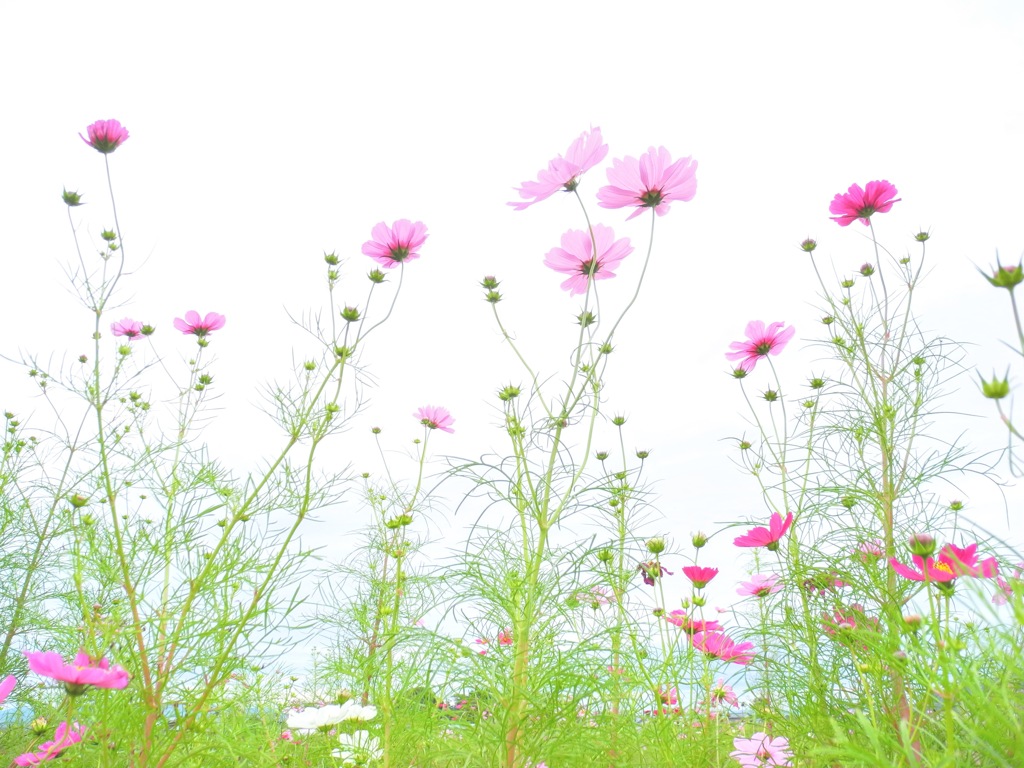 Cosmos