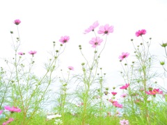 Cosmos