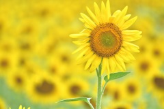 Child of the Sun