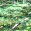 Monet's pond