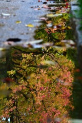 秋色の水溜り