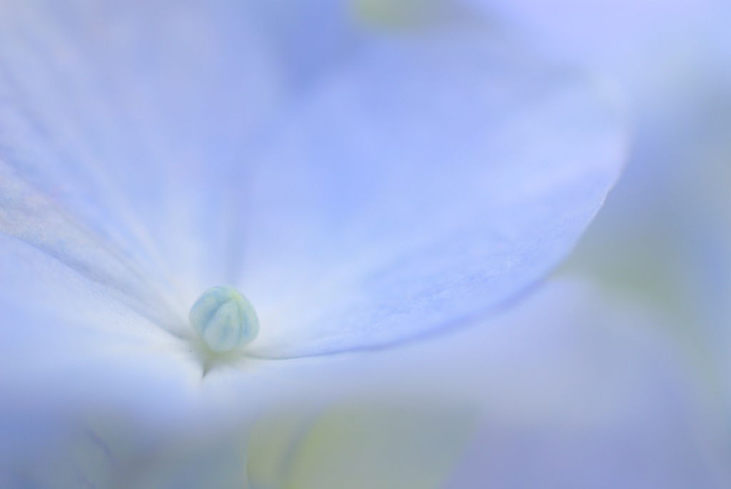 Hydrangea