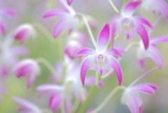 Dendrobium