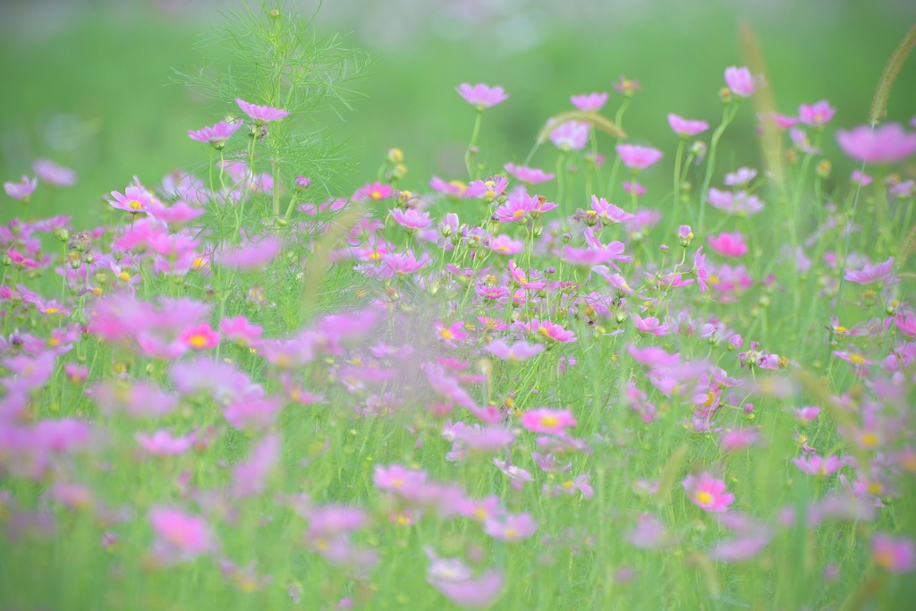 Cosmos