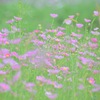 Cosmos