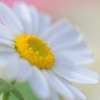 marguerite