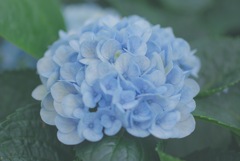 hydrangea