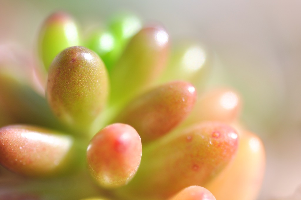 Sedum rubrotinctum