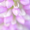 Lupinus