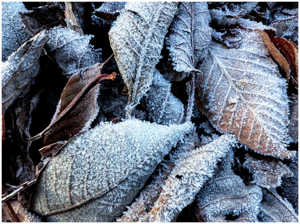 ice plant