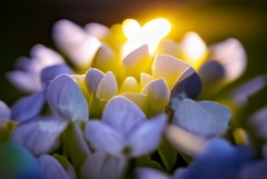 hydrangea