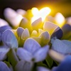 hydrangea