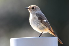 Daurian Redstart  ♀ Daurian Redstart  ♀