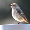 Daurian Redstart  ♀