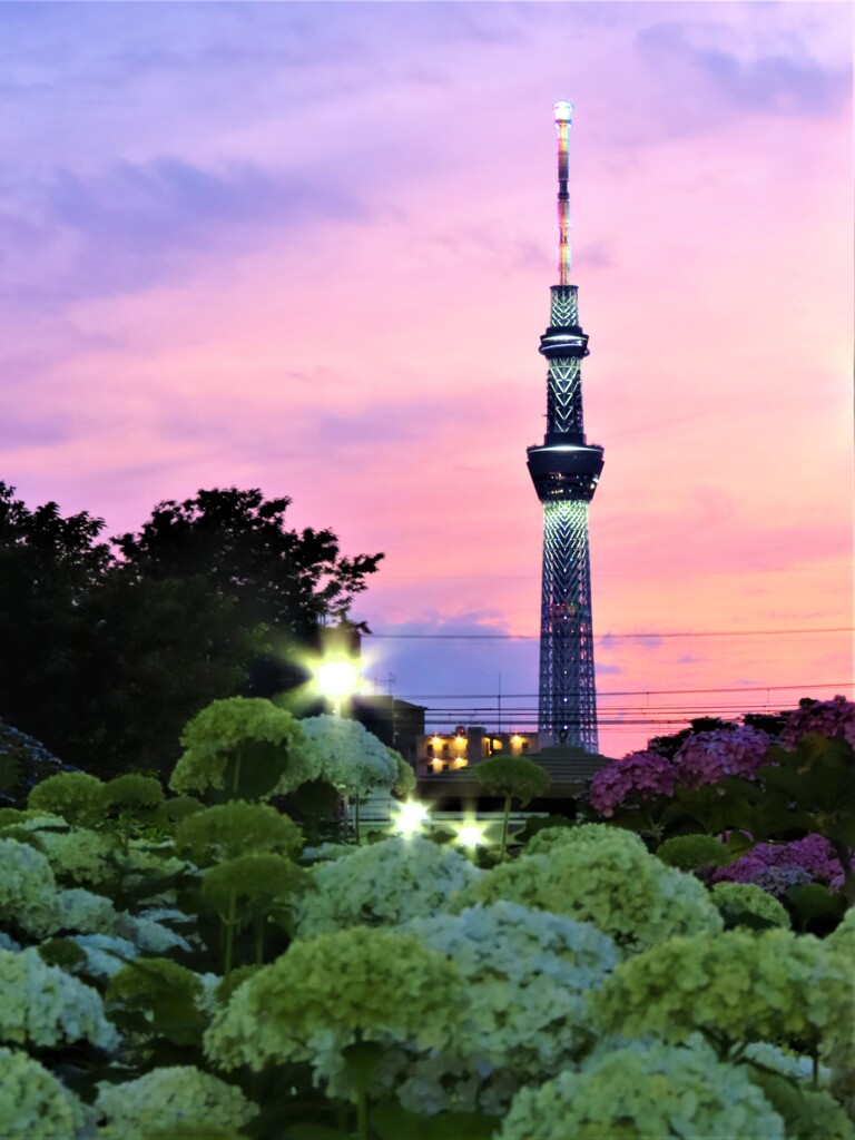 夕暮れの紫陽花とスカイツリー