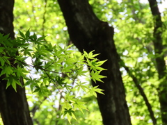 緑もみじ