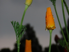 雨上がりの夕暮れ