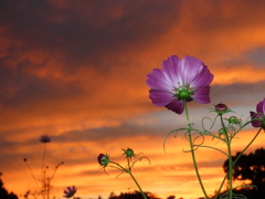 夕陽に向かって