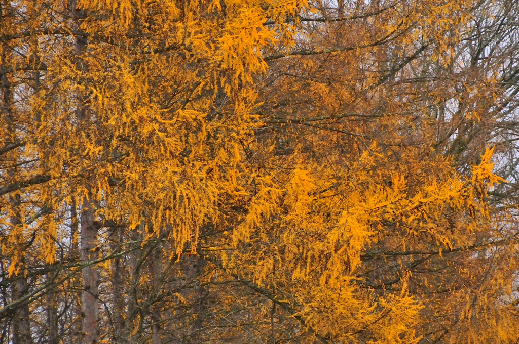 _DSC0374