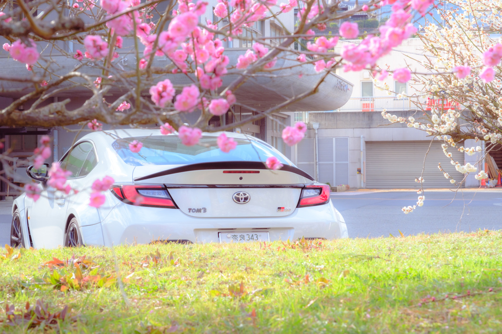 梅の花と愛車