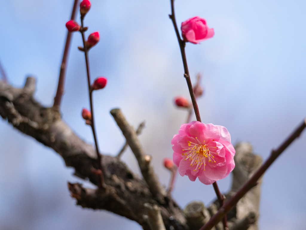 三分咲き