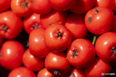 トキワサンザシ