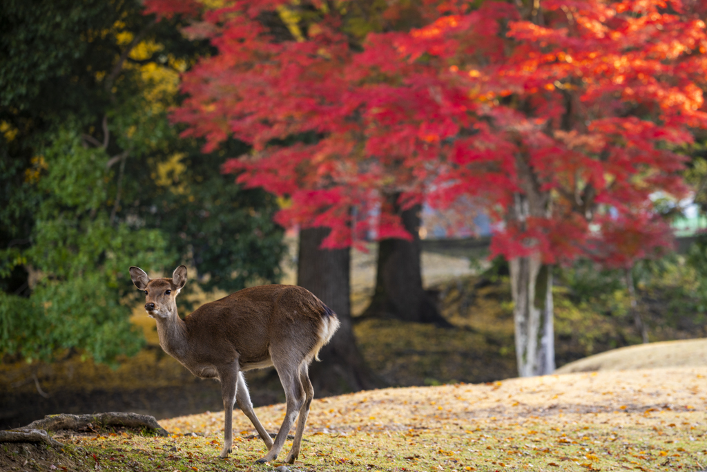  紅葉の奈良