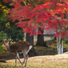  紅葉の奈良