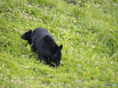 チングルマお花畑にクマ親子