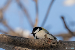 シジュウカラ☺