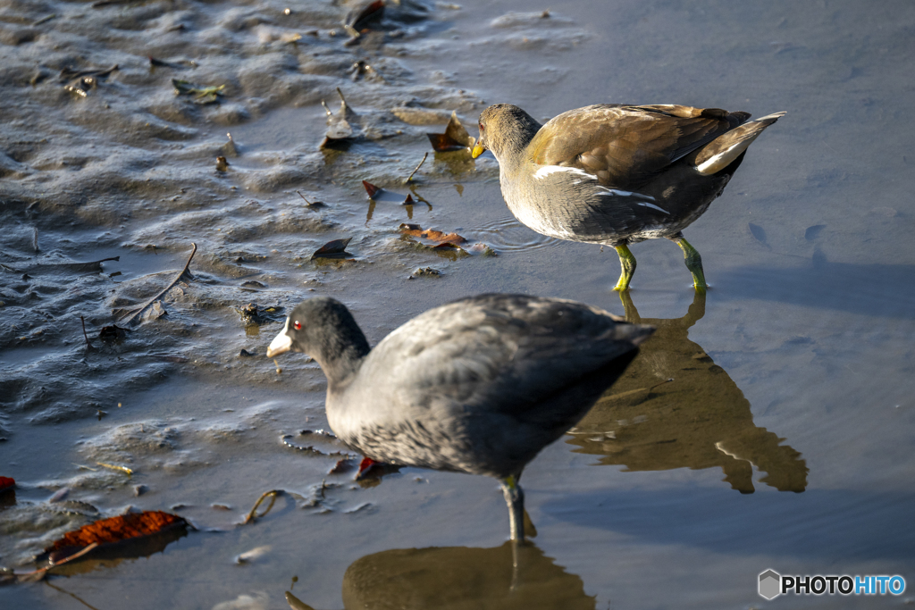 バンバンコンビ
