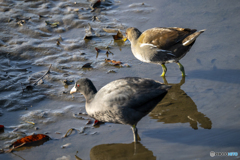 バンバンコンビ