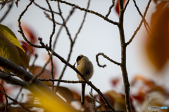 エナガ（DSC_1181）