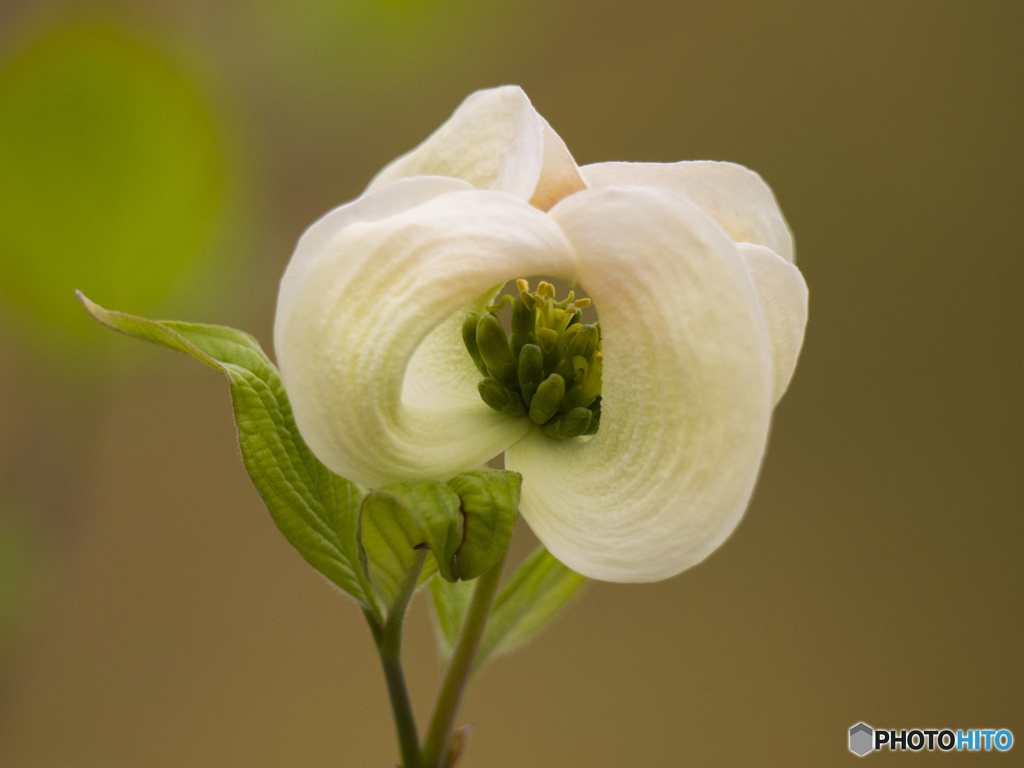 ハナミズキ（花）
