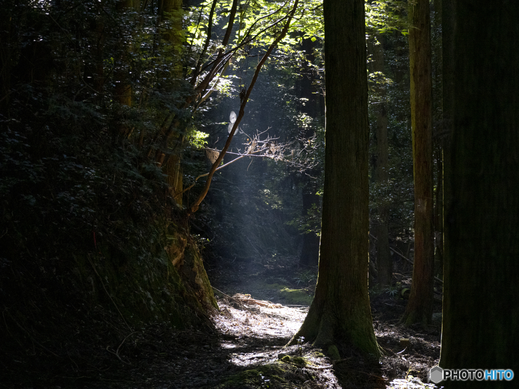 光の輪(1)