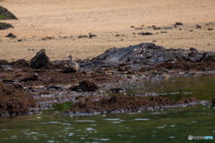 チュウシャクシギ