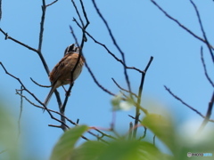 近所のホオジロ