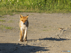 キタキツネとカシラダカ