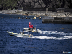 三宅島パトロール