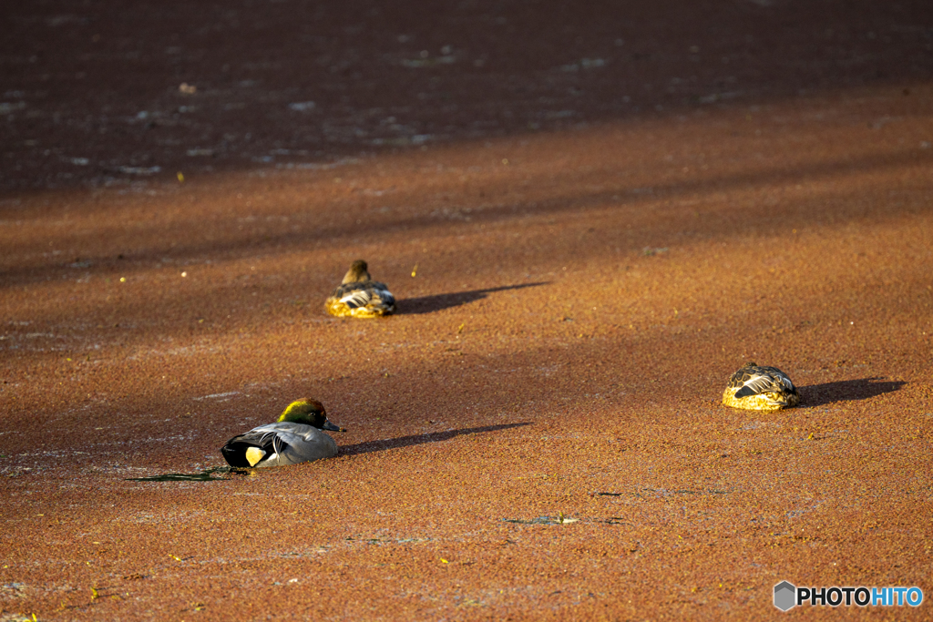 ヨシガモが帰ってきた